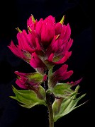 Castilleja parviflora - Magenta Paintbrush14-7607